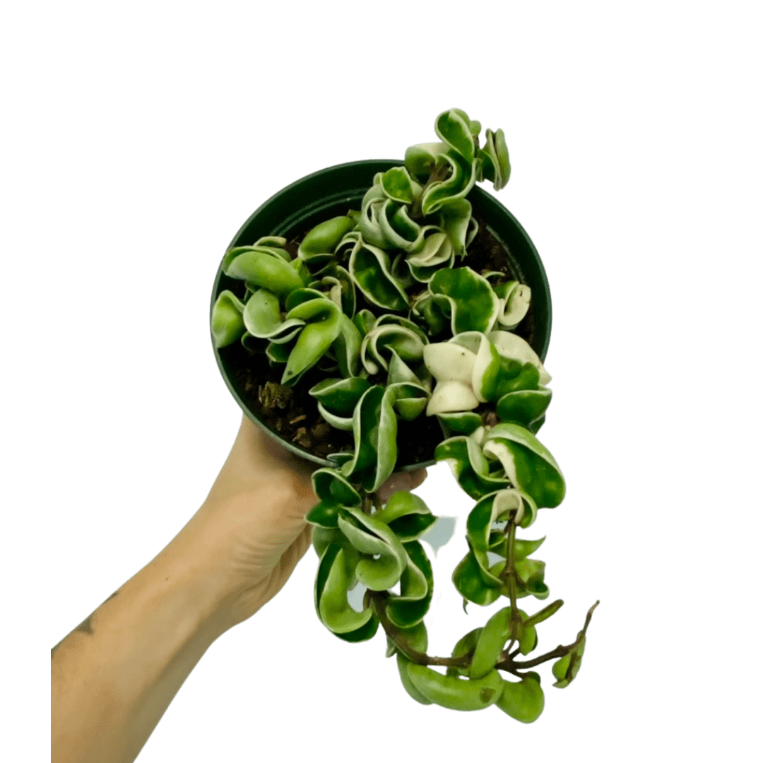 Variegated Hoya Rope 6” Very Full Plant Van