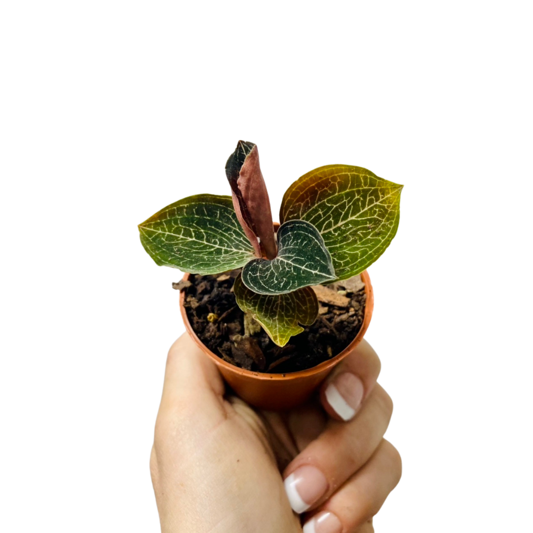 Jewel Orchid (Anoectochilus formosanus) 2.5″ Plant Van