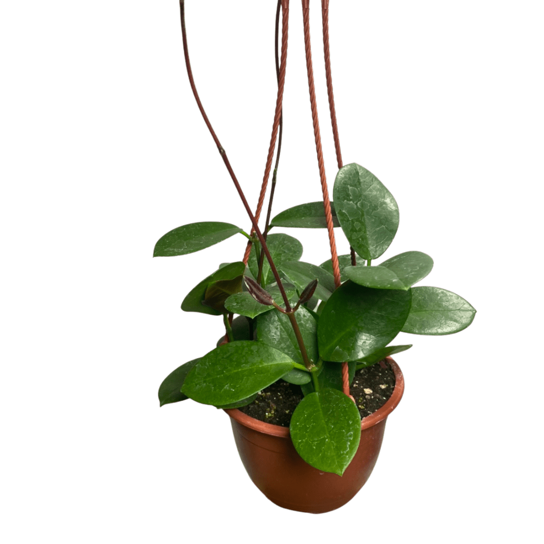 Hoya Australis Hanging Basket 6″ Plant Van