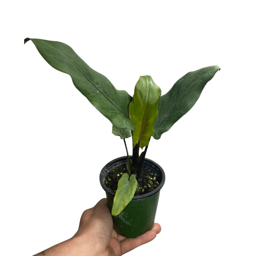 Alocasia Purple Sword (4″) ‣ Plant Van