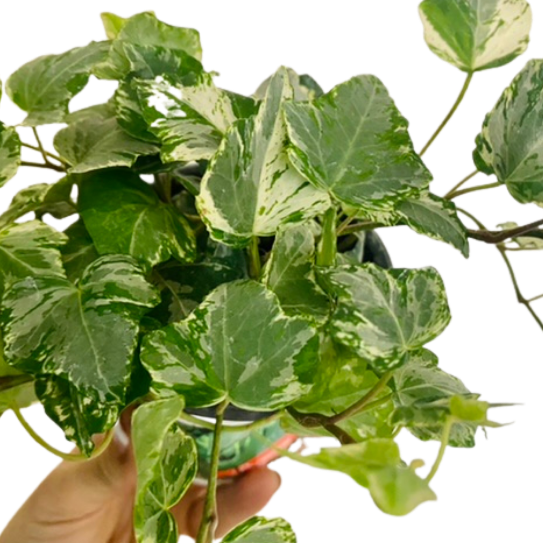 Kolibri Mint Ivy 4″ ‣ Plant Van