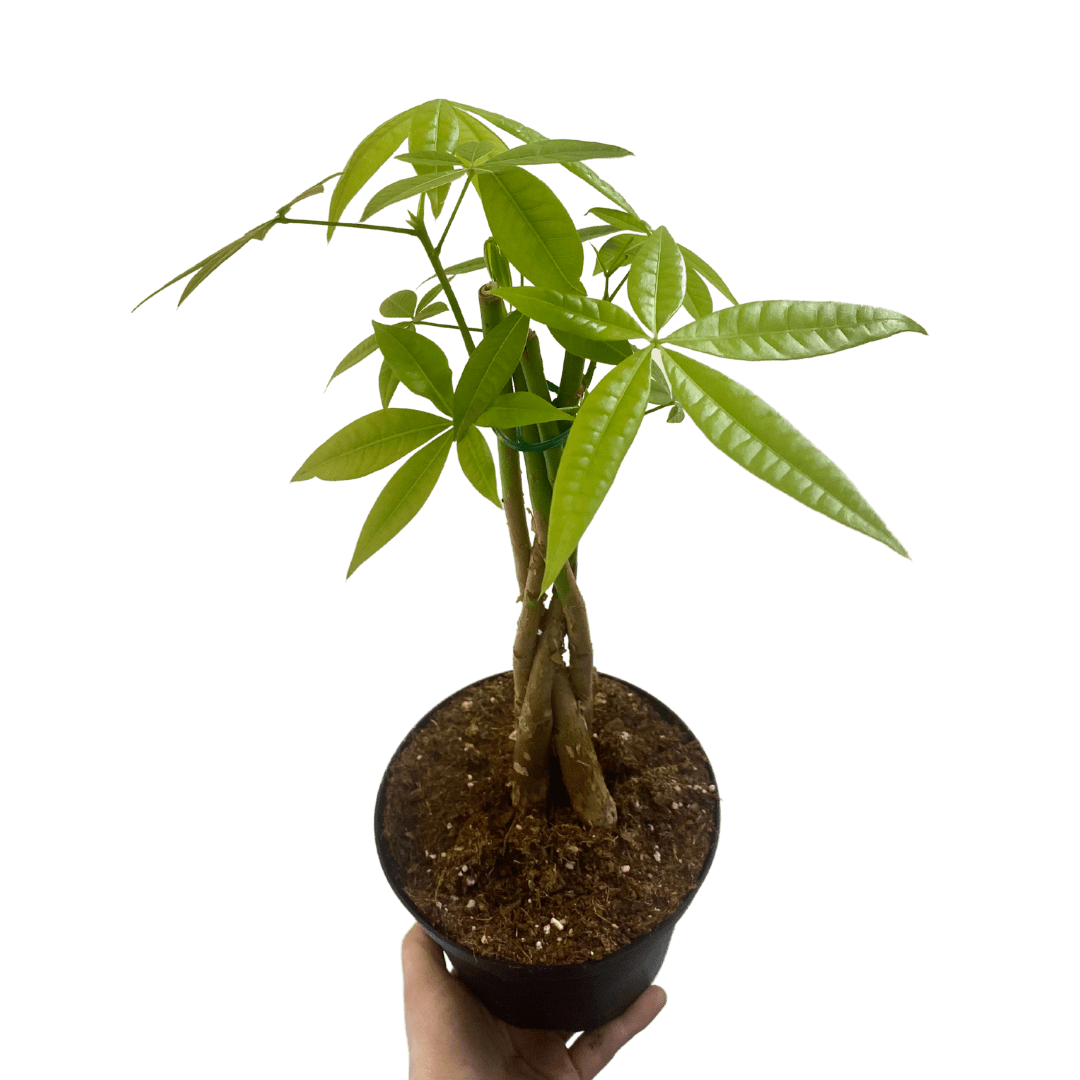 6″ Money Tree Plant Van