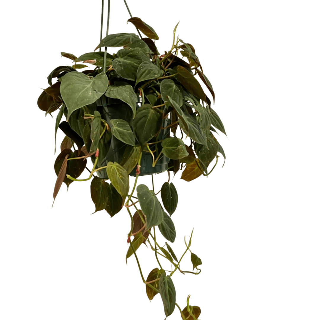 Philodendron Mican 8” Hanging Basket Plant Van