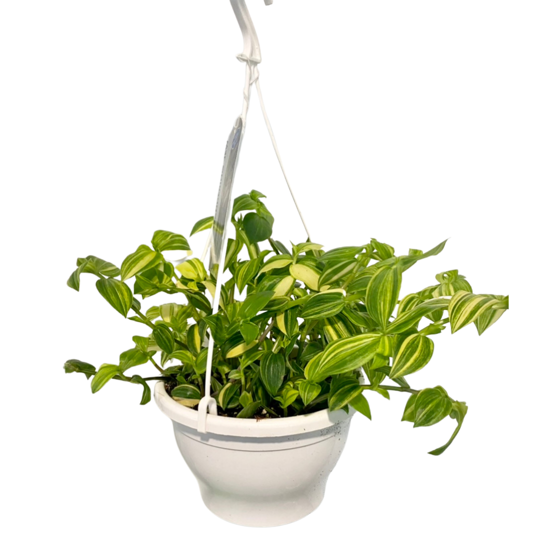 Tradescantia White Zebra 7” Hanging Basket Plant Van