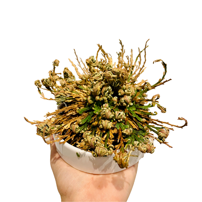Rose of Jericho (Resurrection Plant) Plant Van