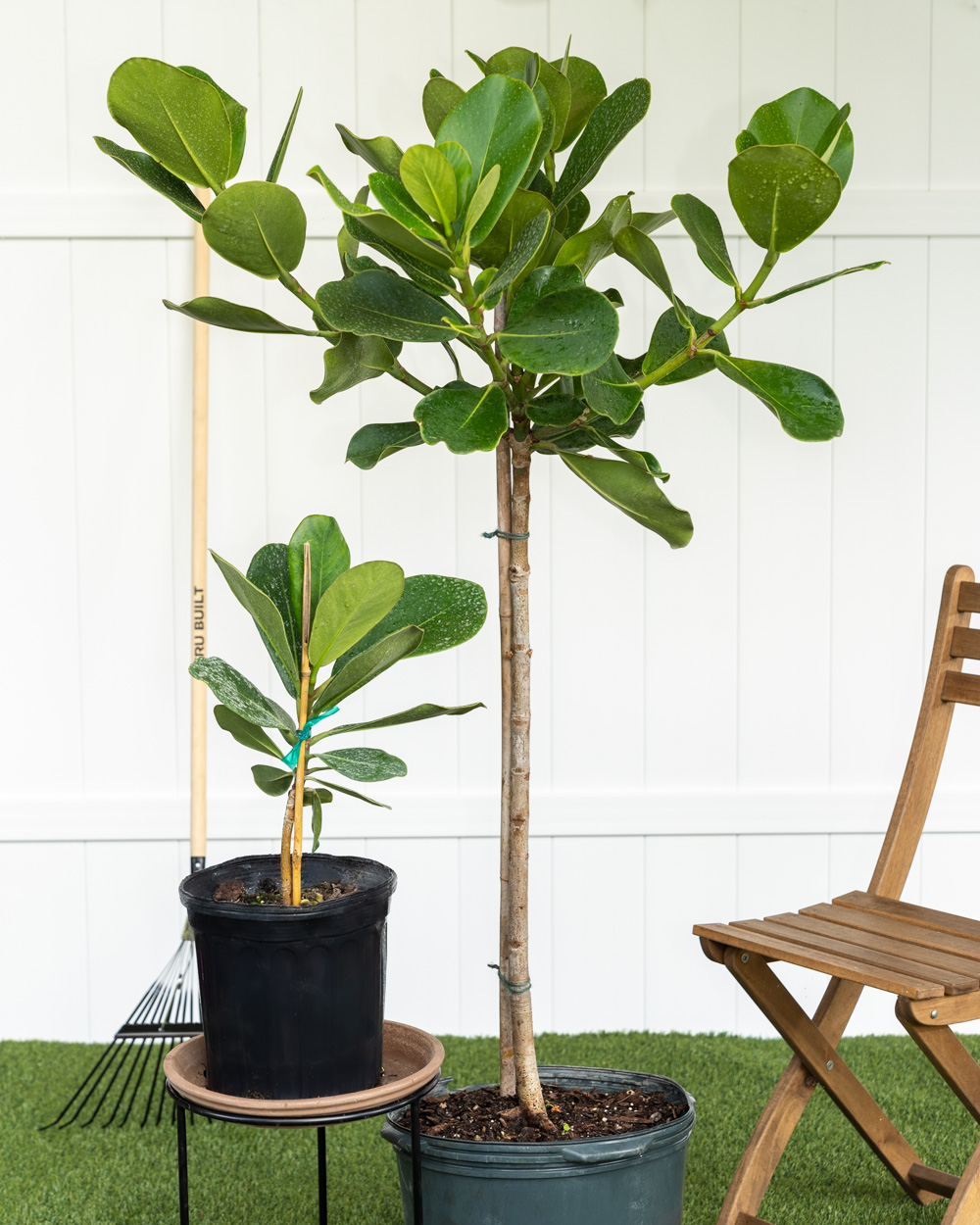 Clusia rosea PlantVine