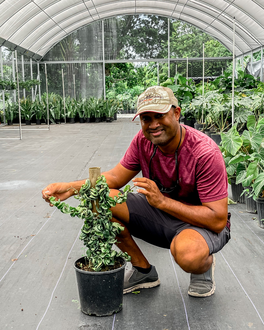 Hindu Rope Plant For Sale atelieryuwa.ciao.jp