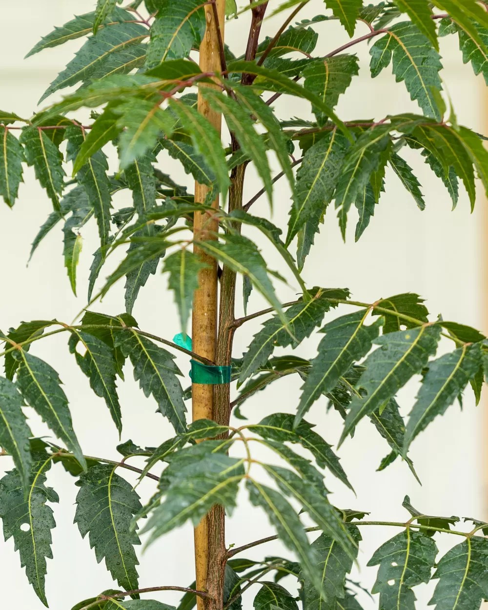 Buy Azadirachta Indica Neem Tree Indian Lilac Free Shipping Over 100