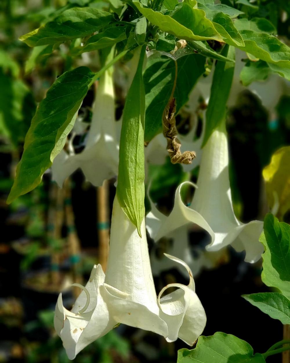 Brugmansia, Angel’s Trumpet PlantVine