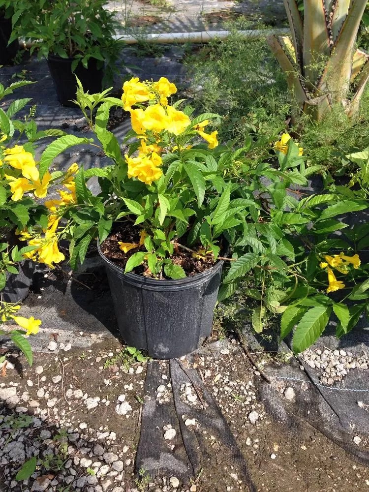 stans, Yellow Elder, Esperanza, Trumpetflower, Bells of Fire