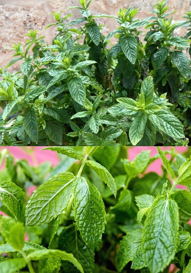Planting and Growing Guide for Mint (Mentha spicata)