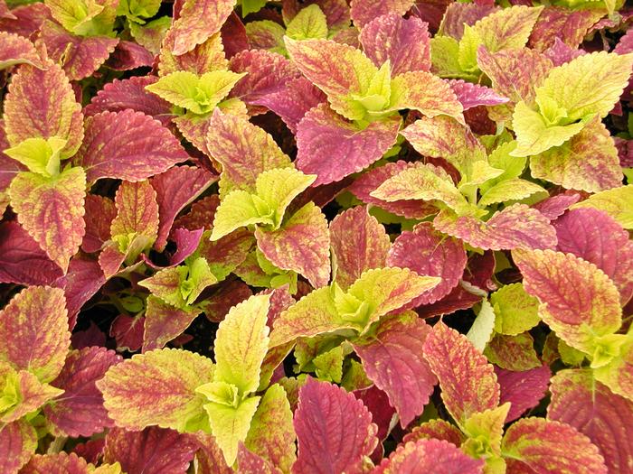 Solenostemon scutellarioides Coleus Alabama Sunset from Plantworks Nursery