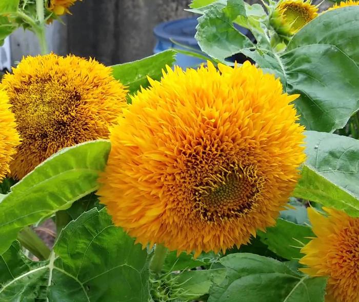 Helianthus annuus 'Teddy Bear' Sunflower 'Teddy Bear' from Plantworks