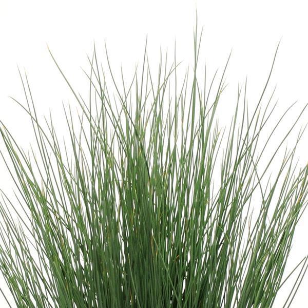 Juncus inflexus 'Blue Arrows' Juncus Fantastic Foliage™ Blue Arrows