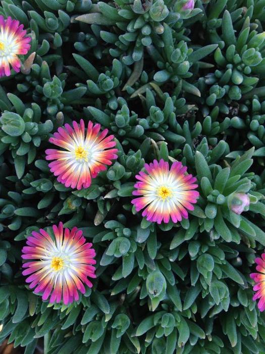 Delosperma 'Jewel of the Desert Ruby' Hardy Ice Plant from Plantworks