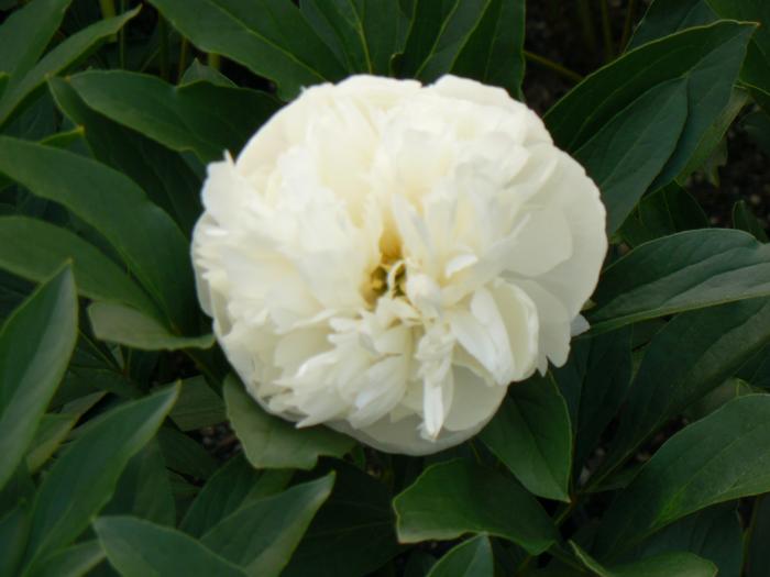 Paeonia lactiflora 'Duchesse de Nemours' Peony 'Duchesse de Nemours