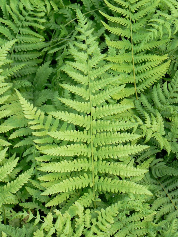 Thelypteris kunthii Southern Wood Fern Thelypteris kunthii from