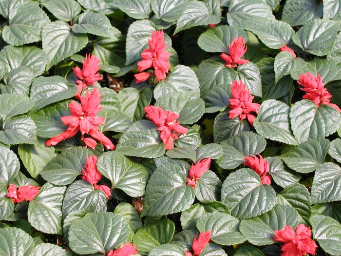 Salvia splendens 'Red Hot Sally II' Salvia Red Hot Sally II from