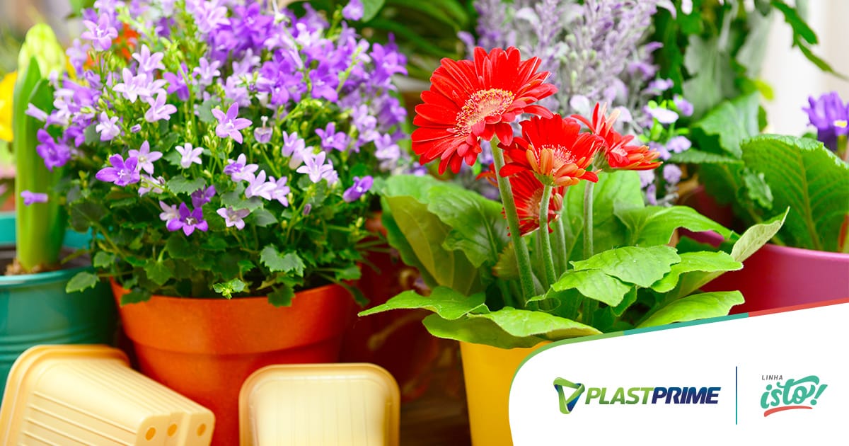 Plantio em vaso plantas que gostam de sol Blog Plastprime