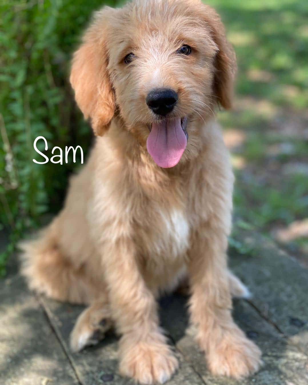 The Do’s and Don’ts of Crate Training a Goldendoodle PGD