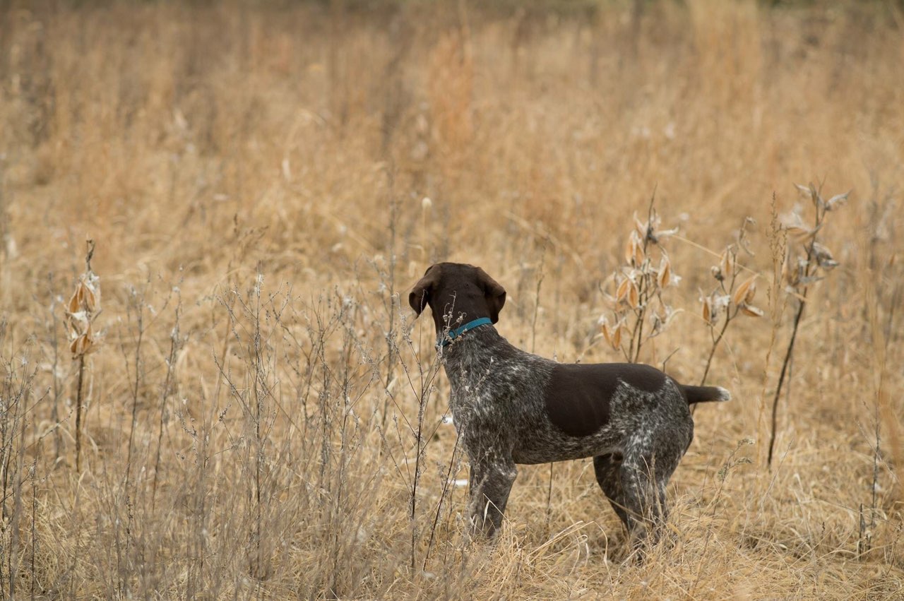 Platte River Kennels Labrador Retriever Gun Dog Training (MN)