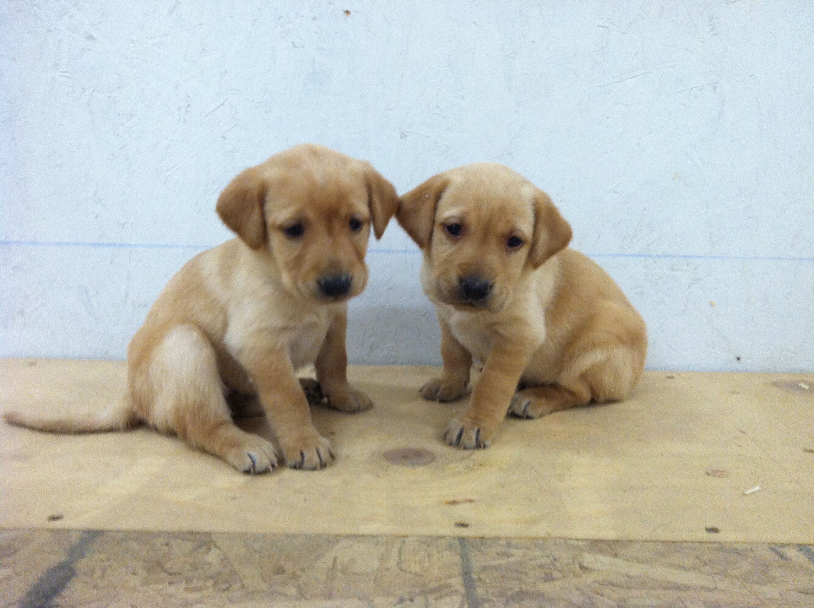 Platte River Kennels Labrador Retriever Gun Dog Training (MN)