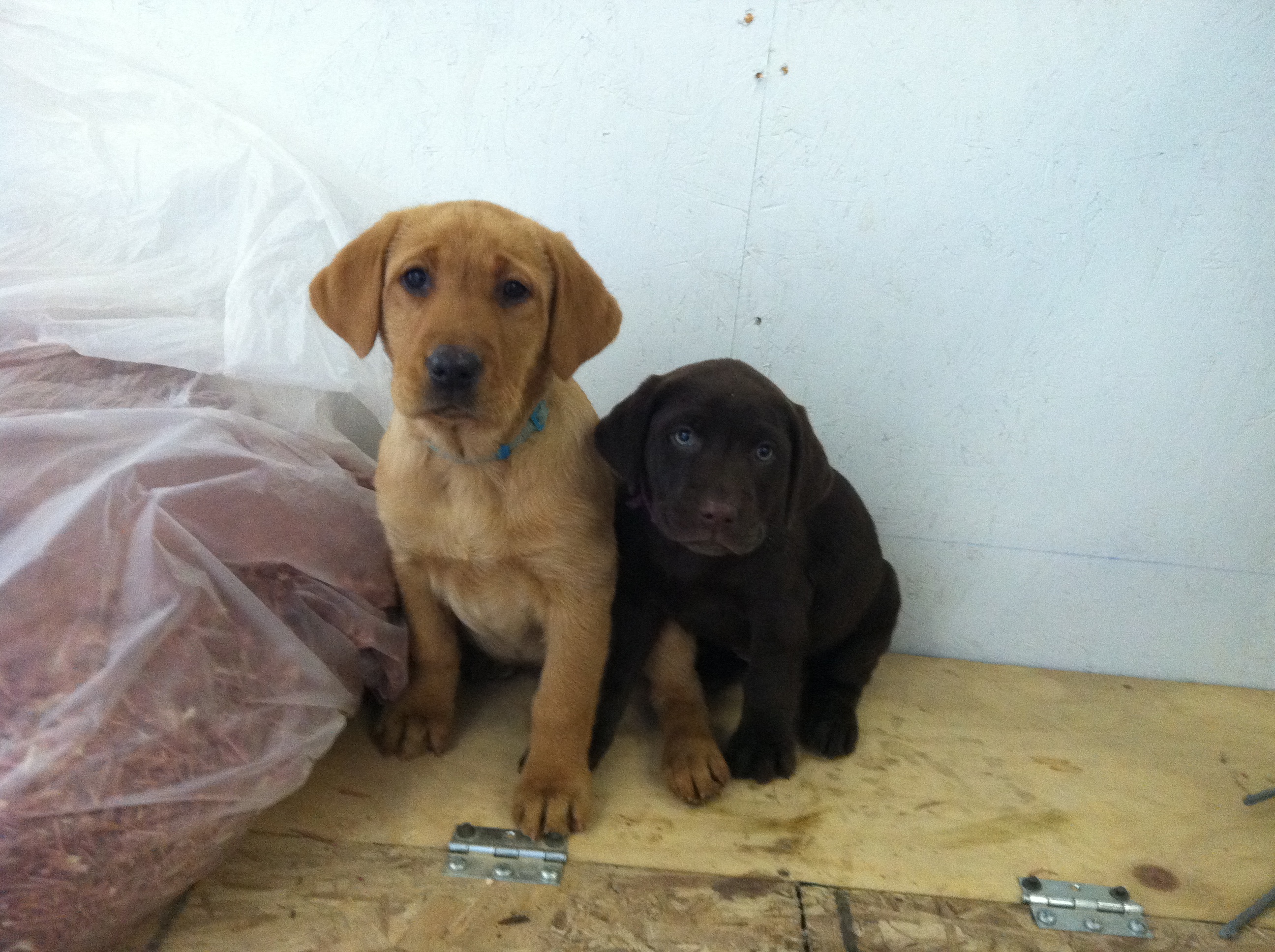 Platte River Kennels Labrador Retriever Gun Dog Training (MN)