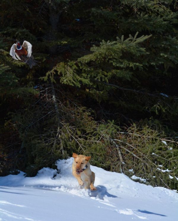Platte River Kennels Labrador Retriever Gun Dog Training (MN)