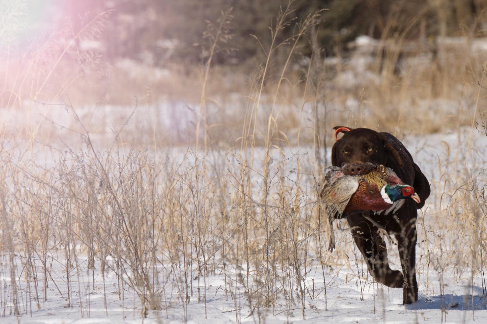 Platte River Kennels Labrador Retriever Gun Dog Training (MN)