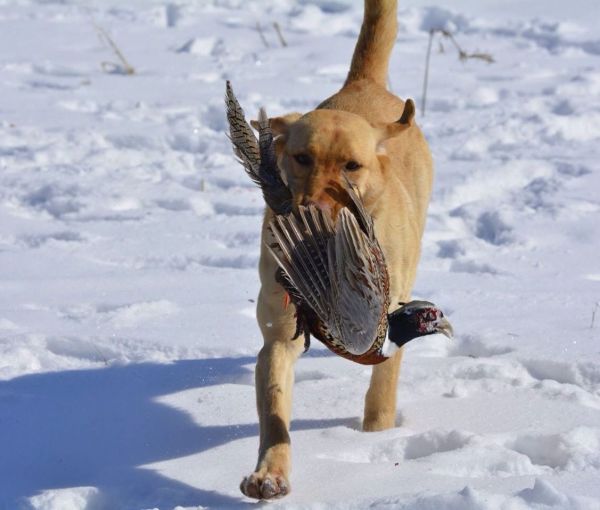 Platte River Kennels Labrador Retriever Gun Dog Training (MN)