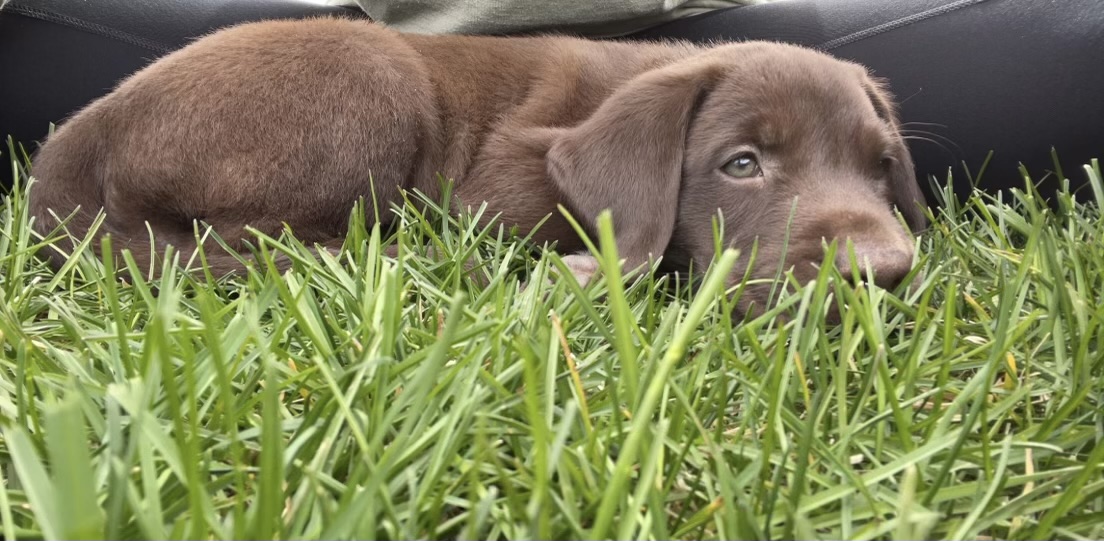 Platte River Kennels Labrador Retriever Gun Dog Training (MN)
