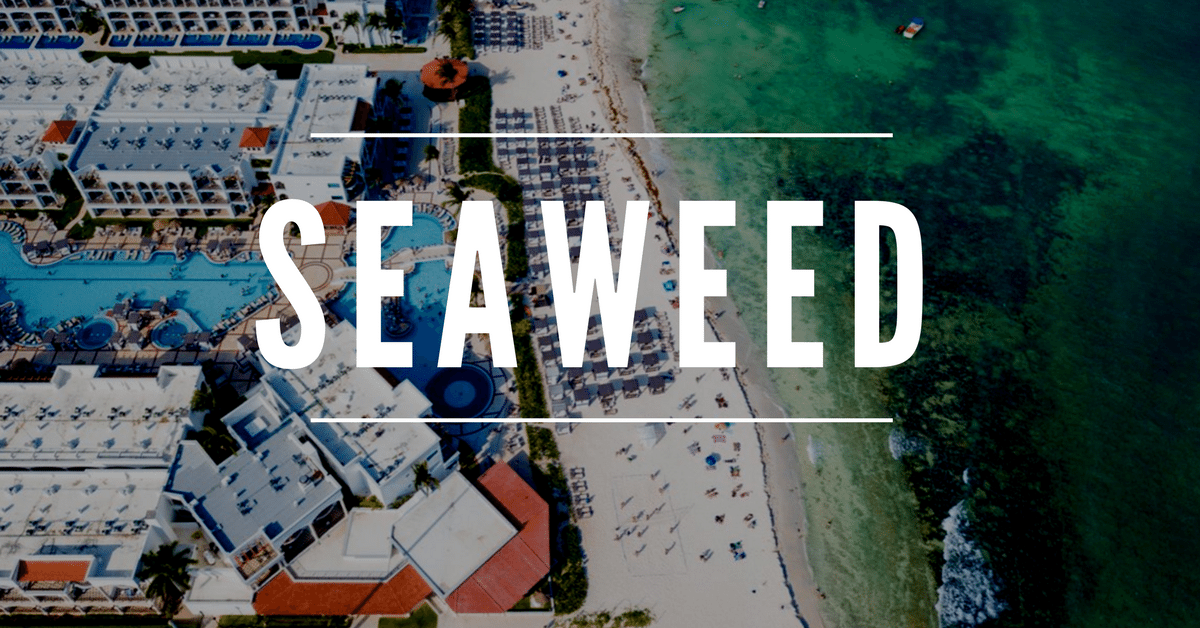 Seaweed in Playa Del Carmen Nothing to Beach About Here!