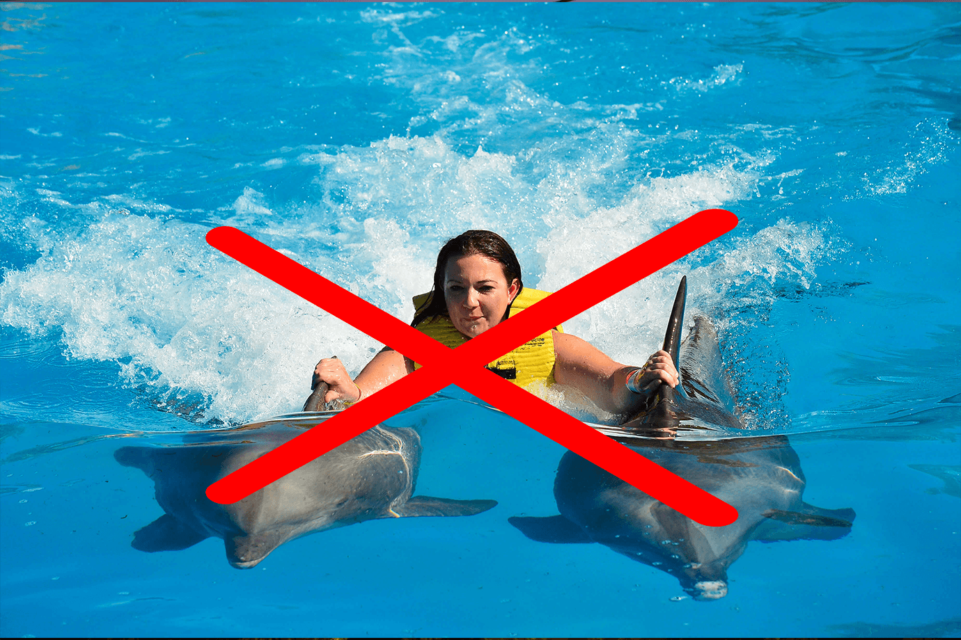 Here's Why You SHOULDN'T Swim With Dolphins in Mexico