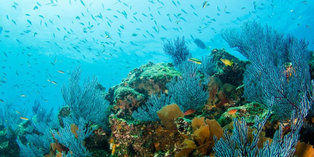 Arrecifes, dónde y cómo disfrutarlos en México Playas de Mexico