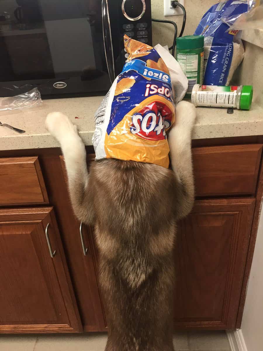 14 Dogs Caught in Hilariously Awkward Moments PlayBarkRun