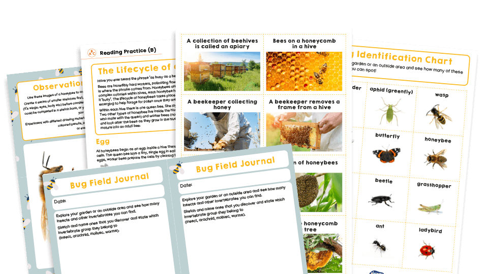 KS2 Home Learning Pack Bees and other bugs Plazoom