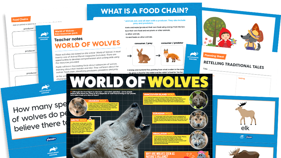 The World of Wolves Key Stage 2 Comprehension and Writing Activities Pack with Worksheets Plazoom