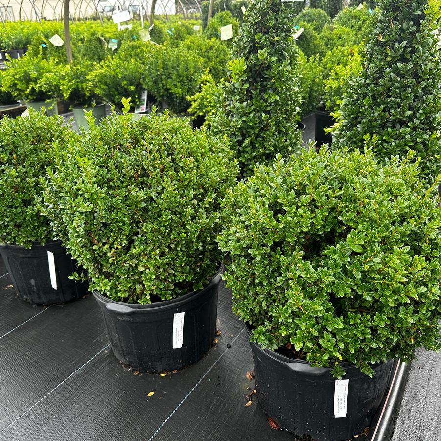 Buxus microphylla Little Missy Little Leaf Boxwood from Pleasant Run