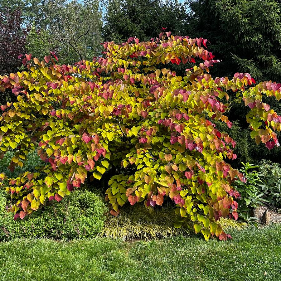 Cercis canadensis Flame Thrower® Eastern Redbud from Pleasant Run Nursery