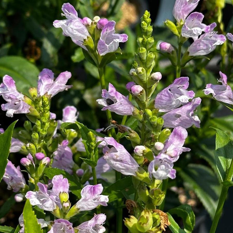 Physostegia virginiana Pink Manners Obedient Plant from Pleasant Run