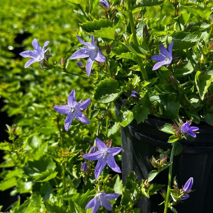 Campanula poscharskyana Blue Waterfall Bellflower from Pleasant Run Nursery