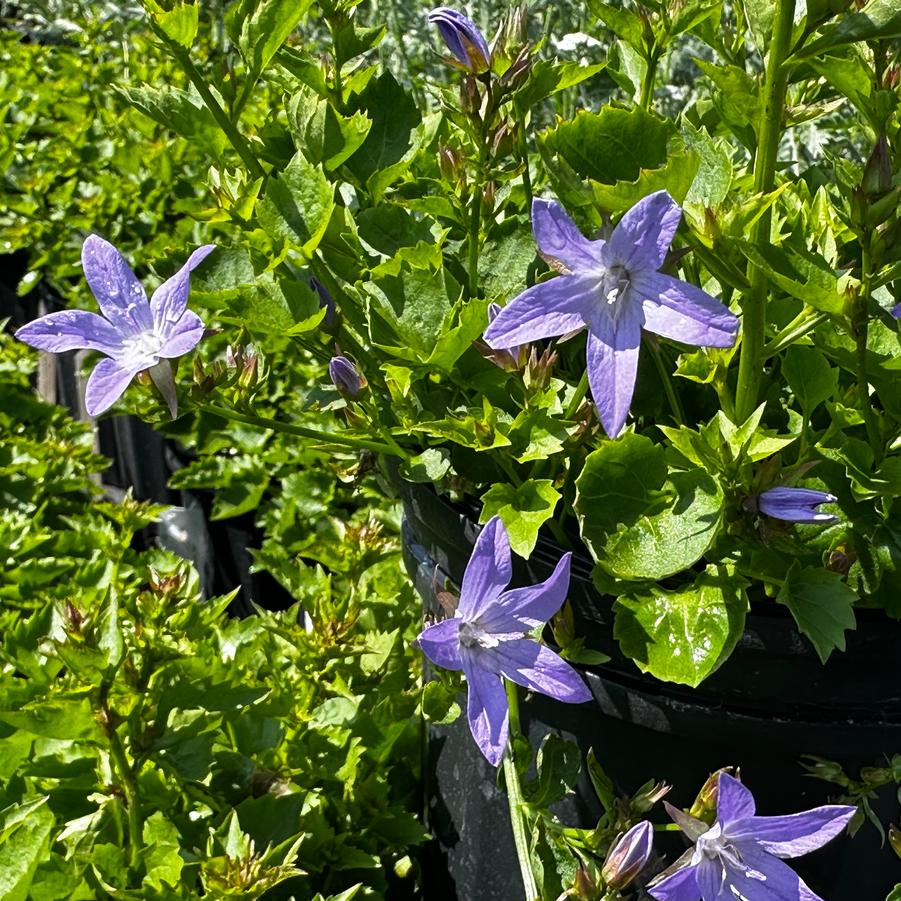 Campanula poscharskyana Blue Waterfall Bellflower from Pleasant Run Nursery