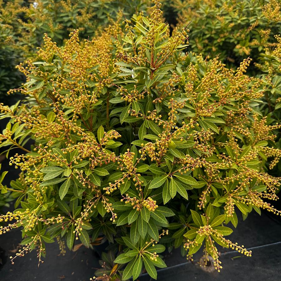 Pieris japonica Cavatine Japanese Andromeda from Pleasant Run Nursery