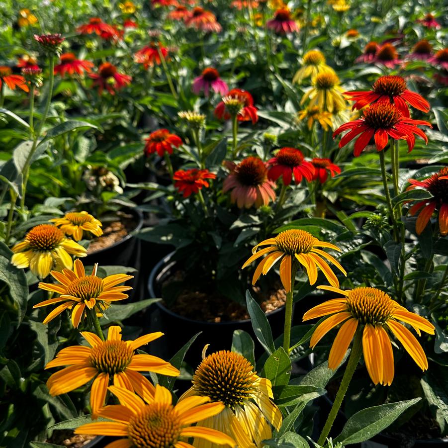 Echinacea purpurea Cheyenne Spirit Coneflower from Pleasant Run Nursery