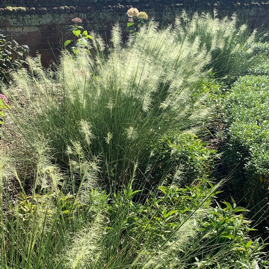 Muhlenbergia capillaris White Cloud White Muhly Grass from Pleasant Run