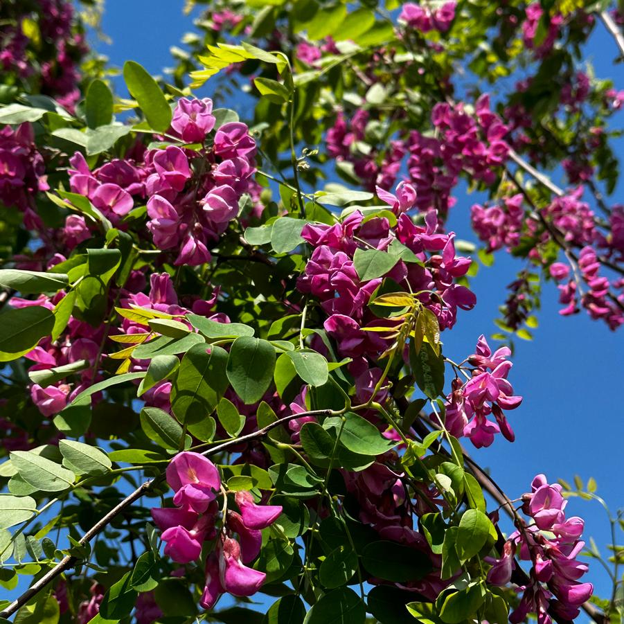 Robinia pseudoacacia Purple Robe Black Locust from Pleasant Run Nursery