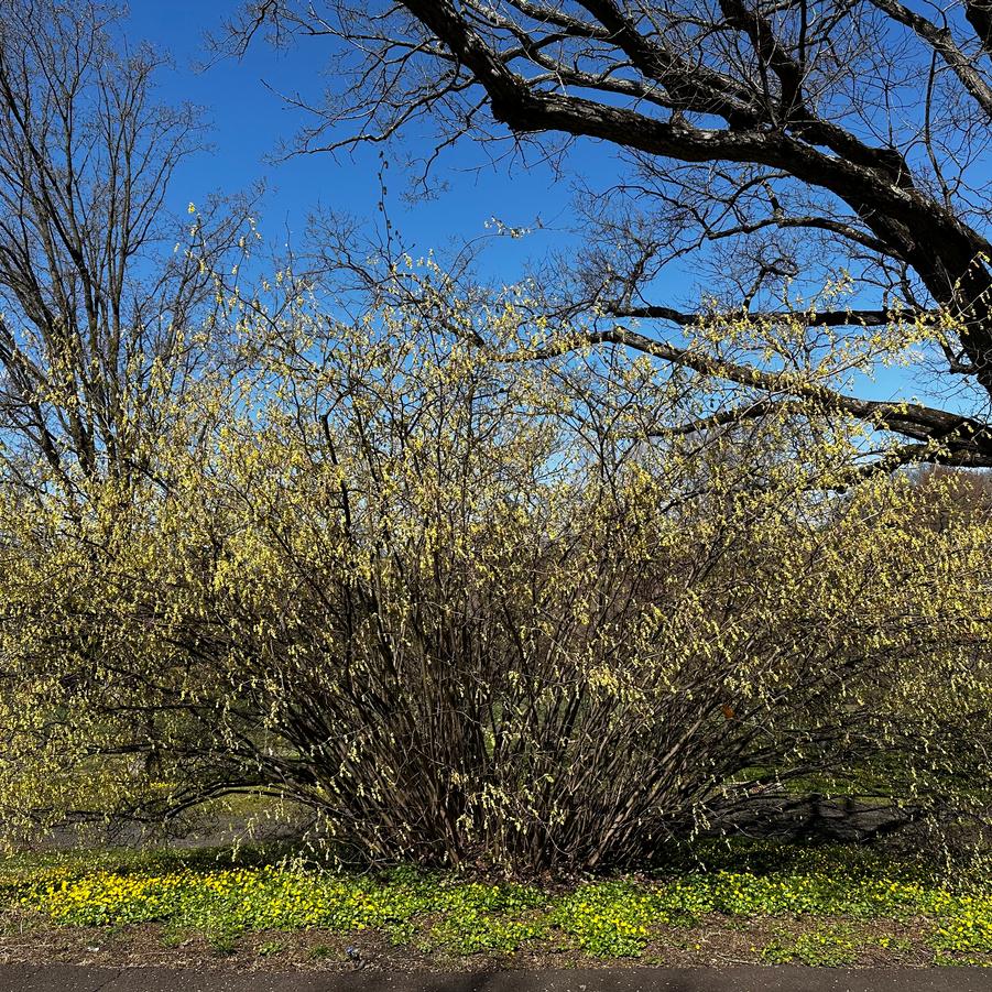Corylopsis spicata Spike Winterhazel from Pleasant Run Nursery