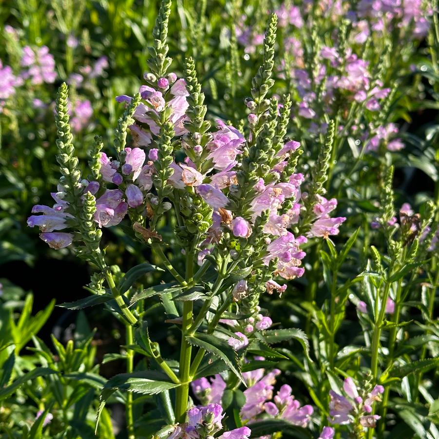 Physostegia virginiana Pink Manners Obedient Plant from Pleasant Run
