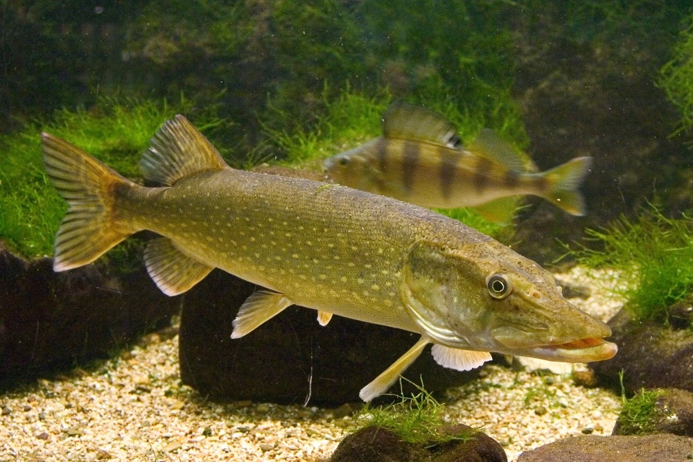 Щука Фото Рыбы