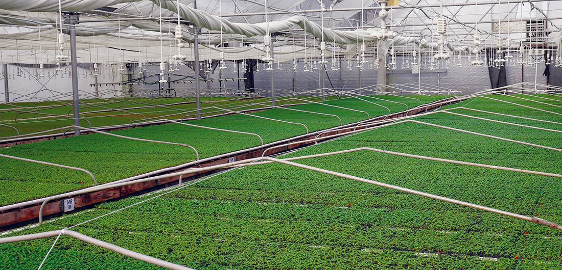 Plug Connection High Quality Plants From the Start